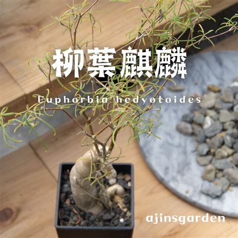 柳葉麒麟照顧|『柳葉麒麟Euphorbia hedyotoides』...